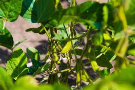 Chickpea Crop Field Stock Image Image Of Asia Healthy 215174165