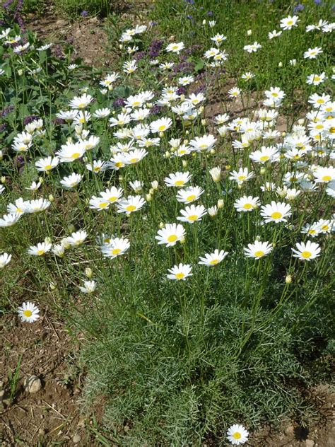 Pflanzen-Vielfalt - der Saatgut-Shop: Stauden-Samen, Beet-Stauden ...