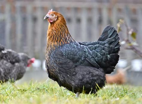 Das Marans Huhn Infos Tipps Zu Den Schokoei Legern