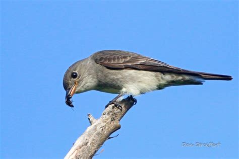 Olive Sided Flycatcher Song