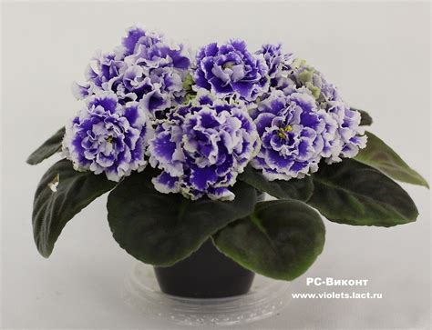 Зимняя Роза Фиалка Фото – Telegraph