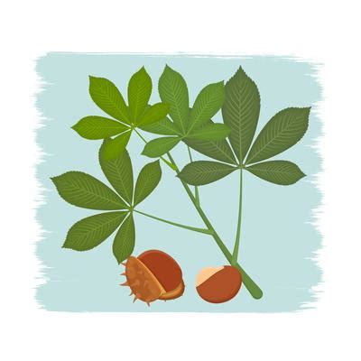 Buckeye Leaf Vector Art, Icons, and Graphics for Free Download