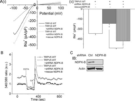 Shrna Knockdown Of Ndpk B In Mdck Cells Inhibits Trpv Channel