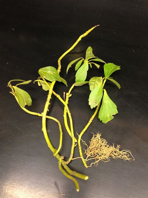University of Illinois Plant Clinic: Pachysandra Planted Out of Place