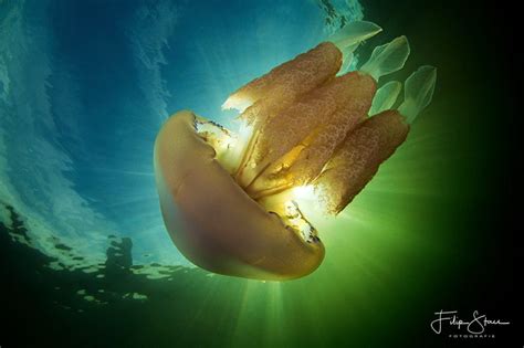Weekly Underwater Hot Shot Week 25 By Filip Staes UnderwaterPhotography Blog