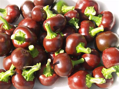 Острый перец Chocolate Cherry