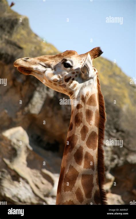 Giraffe At Taronga Zoo Sydney Australia Stock Photo Alamy