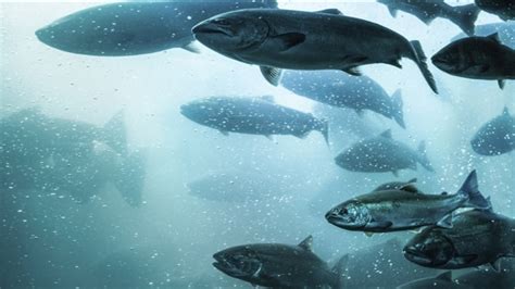 Farmed Atlantic Salmon Make Seafood Watchs Avoid List Nova Scotia