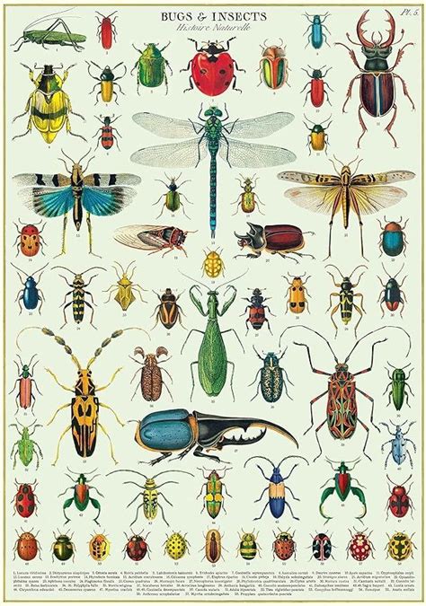 Cavallini Decorative Wrap Poster Bugs Insects X Inch Italian