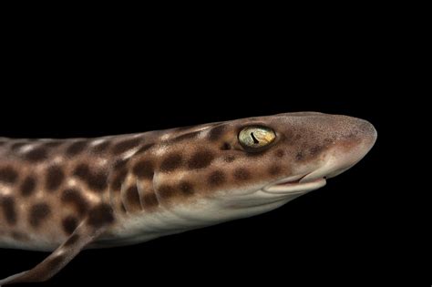 Coral Catshark Atelomycterus Marmoratus Joel Sartore