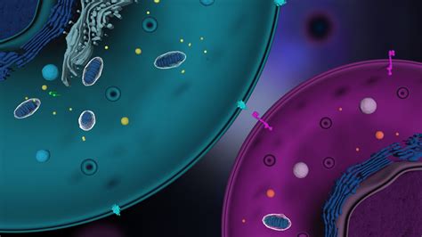 Largest Real-World Cohort Study of Liso-Cel for Richter Transformation