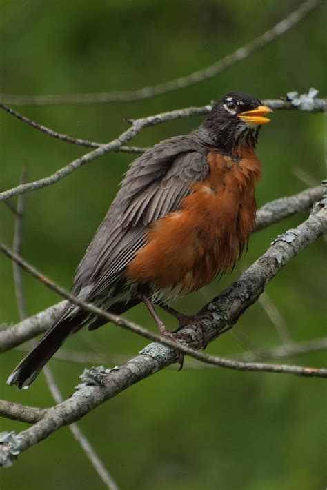 American Robin Free Stock Photo Public Domain Pictures
