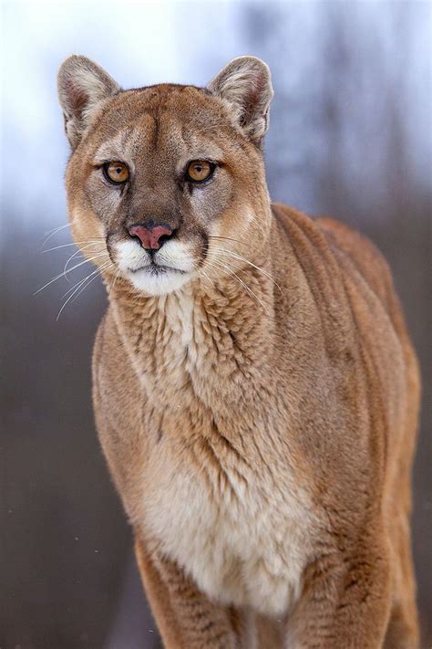 Mountain Lion North American Wildlife Animals Wild Wild Cats