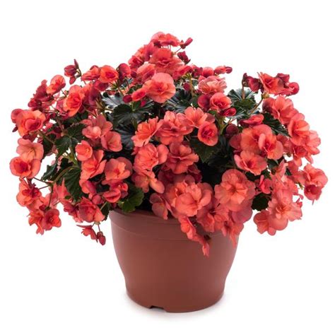 Begonia Elatior Solenia Salmon Coral Lucas Greenhouses