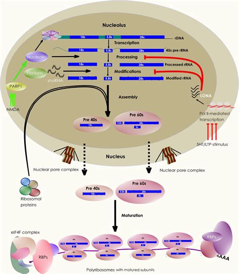 Frontiers | A Ribosomal Perspective on Neuronal Local Protein Synthesis