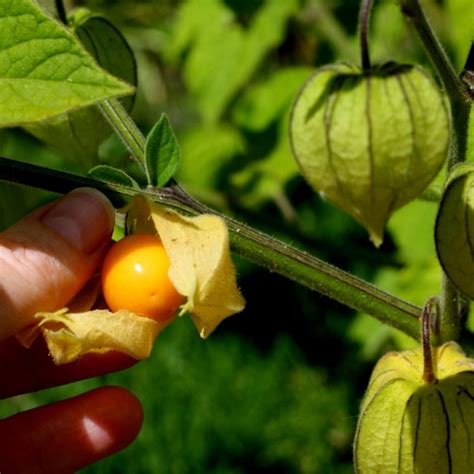 Cape Gooseberry Seeds Physalis Peruviana Cena 1 75