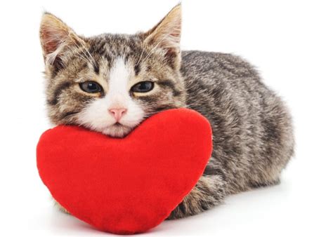 Создать мем "три кота сердце, кот с сердцем, кот сердечко" - Картинки ...