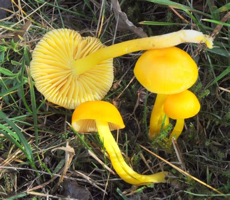 Voskovka vosková – Příroda Říčanska