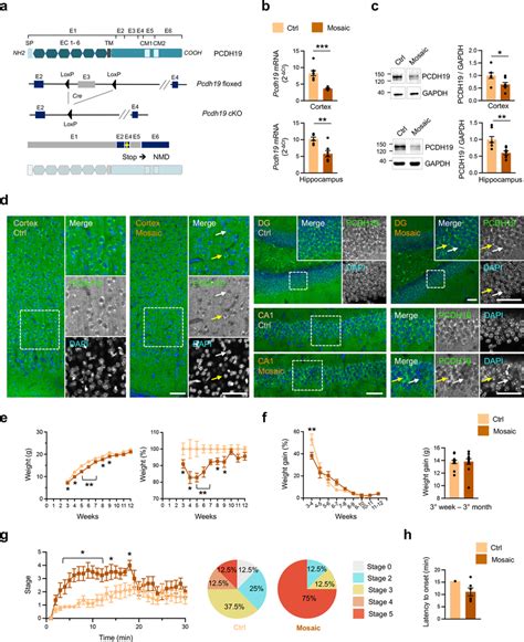 Pcdh19 CKO Female Mice Display Mosaic Expression Of PCDH19 And