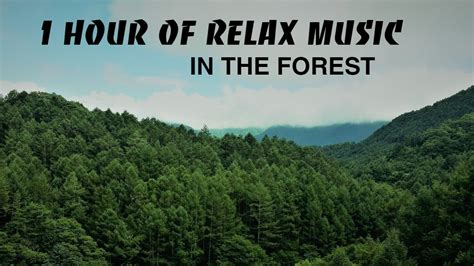 Hour Of Relaxing Music In The Forest Beauteful Relaxation Music For