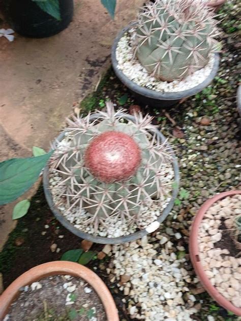 How To Grow Melocactus Matanzanus Earthone