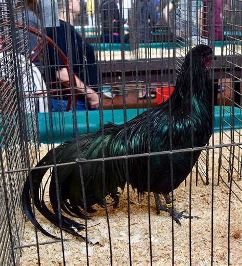 Sumatra • Insteading Chicken Breeds Guide
