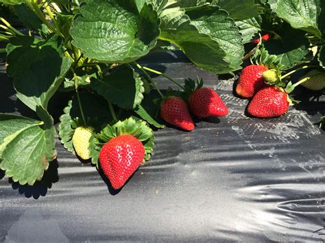 Женские и мужские кусты клубники 24 фото