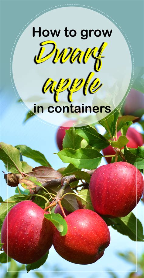 Growing dwarf apple in container | How to grow Apple tree