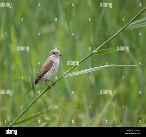 Small Brown Bird Standing On Green Stem Of High Grass Outdoor Stock