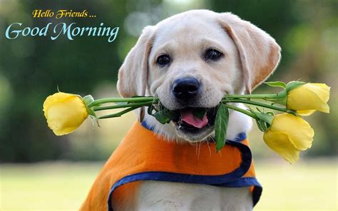 Good Morning Dogs Wallpapers on WallpaperDog