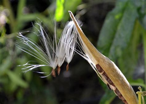 seed pods perennial pastimes