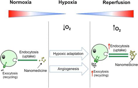 A Schematic Summary Of Key Findings Hypoxic Conditioning Of Breast