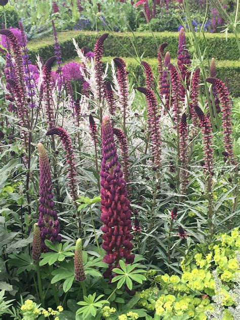 Вербейник темно пурпурный Божоле (71 фото) - фото - картинки и рисунки ...