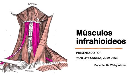 Musculos Infrahioideos