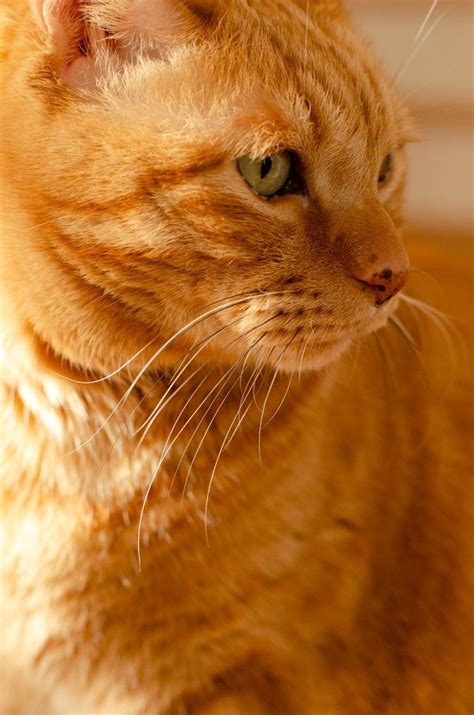 Demodectic Mange In Cats Demodex Mites Artofit