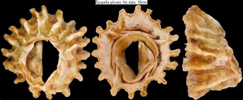 New Zealand Shells Species List