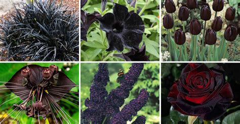 stunning black plants  add instant drama   garden plantisima