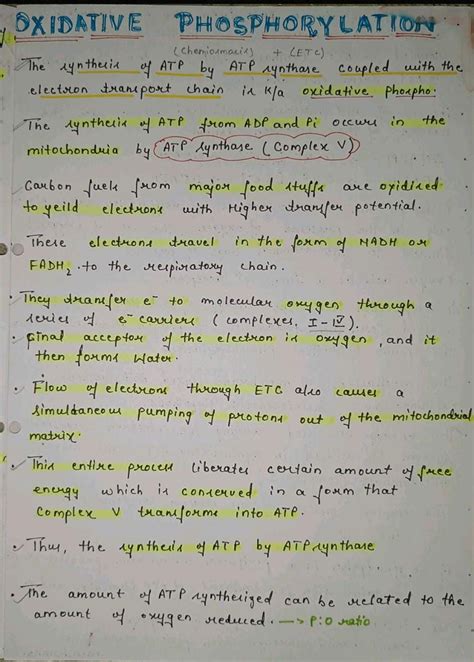 Oxidative Phosphorylation Artofit