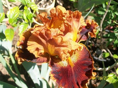 Ириска | Brown flowers, Plants, Flowers