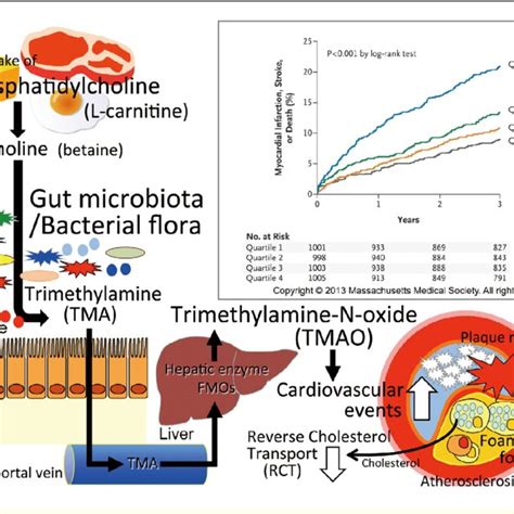 Intestinal immunity and the mechanisms of oral tolerance. Intestinal ... 