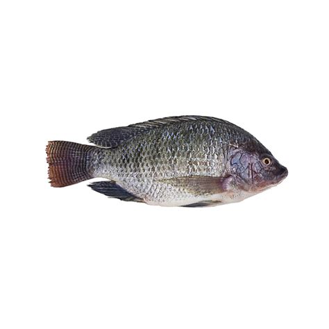 Tilapia Ocean Treasure