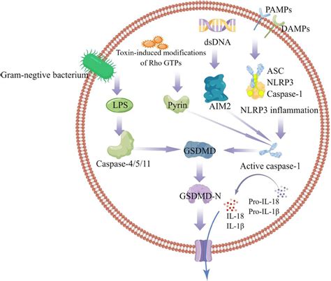 Caspase 1 Dependent And Independent Inflammatory Pathways In The