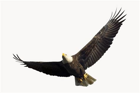Raptor Wings Images Free Photos Png Stickers Wallpapers
