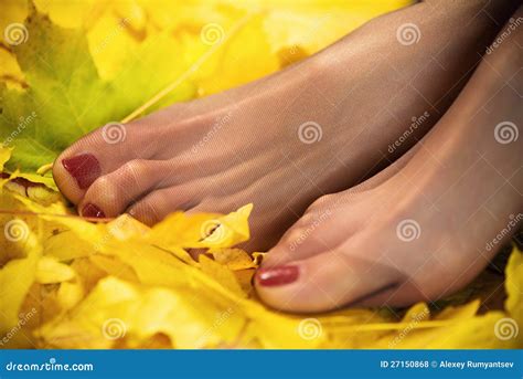 Les Pieds Du Femme Dans Les Nylons Noirs Photo Stock Image Du Lingerie Beau