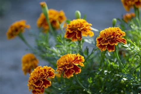 Tagetes Safari Queen Marigolds Flowersbeautiful Summer Garden Stock