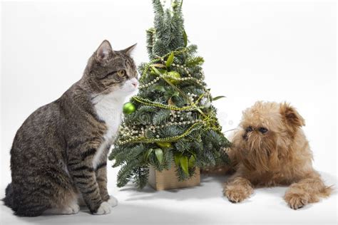 Dog And Cat Lies Near The Christmas Tree Stock Photo - Image of puppy ...