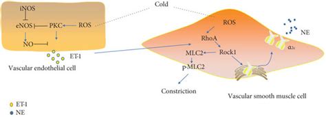 The mechanism of cold-induced vasoconstriction. | Download Scientific ...