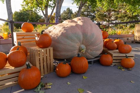 You can watch a thousand-pound pumpkin get carved on Halloween | FOX31 Denver