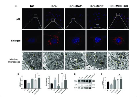 Effects Of Rapamycin And Chloroquine On Autophagy Flux In Morroniside