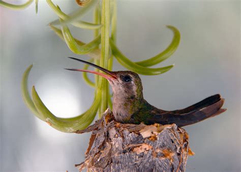 Hummingbird Nest Update – My Earth